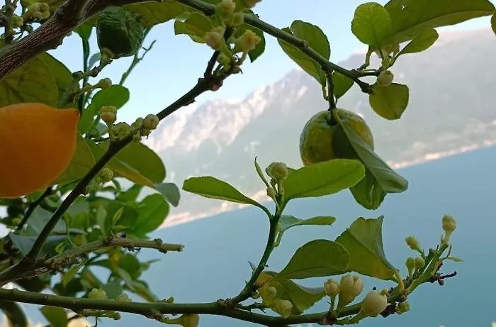 La Terrazzina فندق