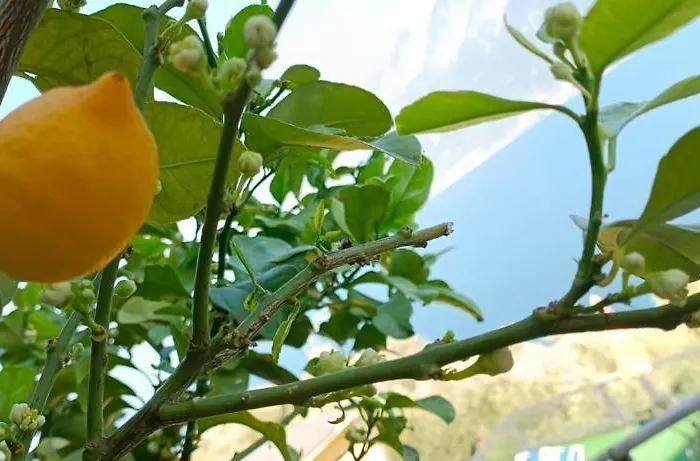 فندق La Terrazzina غارنانو